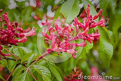 Flowering red chestnut Stock Photo
