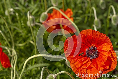 Flowering red garden poppy and undiscovered green buds. A bee or wasp sits on the flower Stock Photo