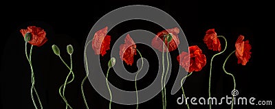 Flowering red garden poppy and undiscovered green buds Stock Photo