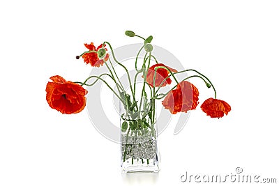 Flowering red garden poppy and undiscovered green buds stands in a vase on a white background Stock Photo