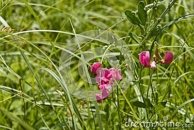 Flowering of red leguminous wild plants Stock Photo