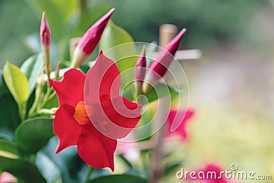 Flowering red Mandevilla rose Dipladenia Stock Photo