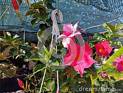 Flowering pink red Mandevilla rose Dipladenia Stock Photo