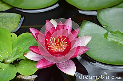 Flowering Red Water Lily with Lily Pads Stock Photo