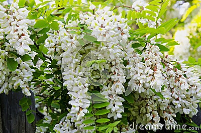 Flowering Robinia pseudoacacia. Stock Photo