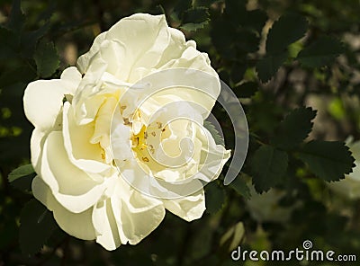 Flowering rose on dark background Stock Photo