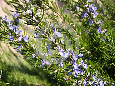 Flowering rosemary Stock Photo