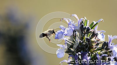 Flowering rosemary with a bee Stock Photo