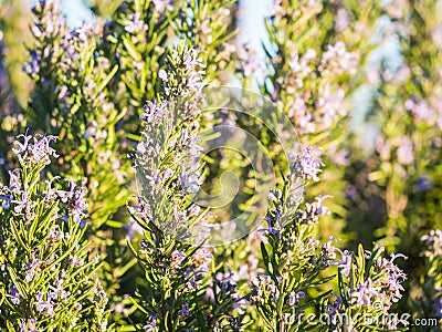 Flowering rosemary plant in Esporao, Portugal, at sunset Stock Photo