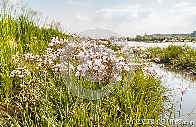 Flowering rush, Butomus umbellatus against the backdrop of the r Stock Photo