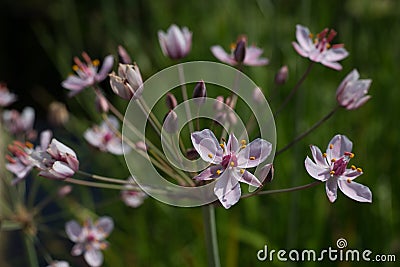 Flowering rush Butomus umbellatus Stock Photo