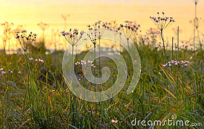 Flowering rush (Butomus umbellatus) Stock Photo