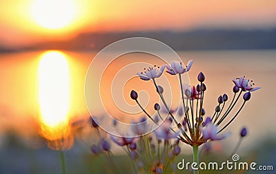 Flowering rush (Butomus umbellatus) Stock Photo