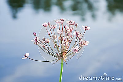 Flowering rush or grass rush Butomus umbellatus Stock Photo