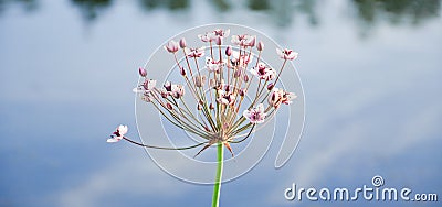 Flowering rush or grass rush Butomus umbellatus Stock Photo