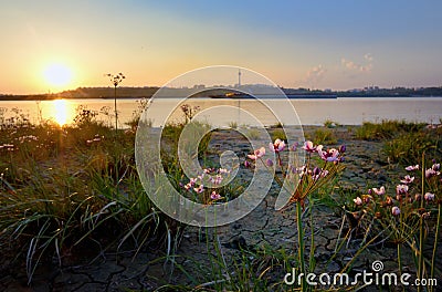 Flowering rush (Butomus umbellatus) Stock Photo