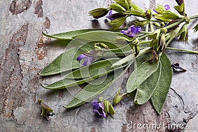 Flowering Sage Stock Photo