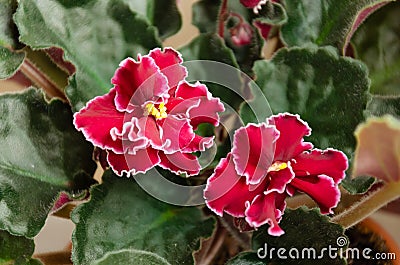 Flowering Saintpaulia, commonly known as African violet. Potted plant Stock Photo