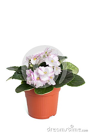 Flowering Saintpaulia Stock Photo