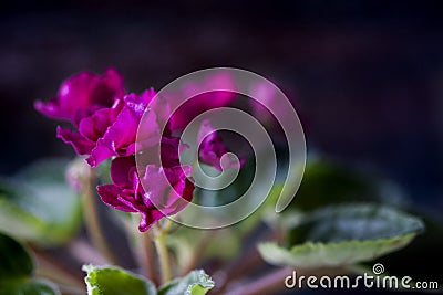 Flowering Saintpaulias, commonly known as African violet. Mini Potted plant. Collectible violet. Macro Stock Photo