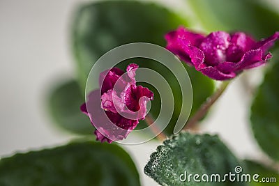 Flowering Saintpaulias, commonly known as African violet. Mini Potted plant. Collectible violet. Macro Stock Photo