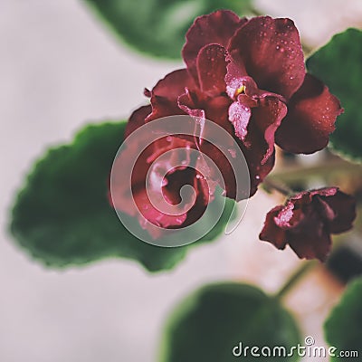 Flowering Saintpaulias, commonly known as African violet. Mini Potted plant. Collectible violet. Macro Stock Photo