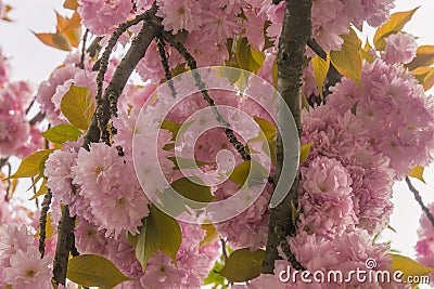 flowering sakura blossoms at dark sky Stock Photo