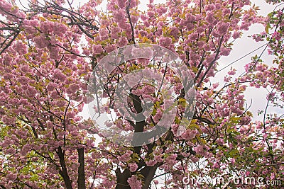 flowering sakura blossoms at dark sky Stock Photo