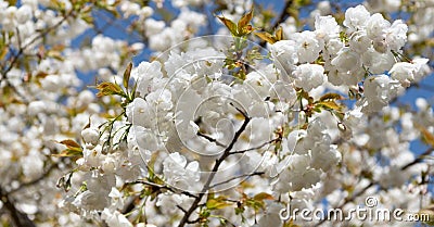 flowering sakura tree flower blooming nature background in spring Stock Photo