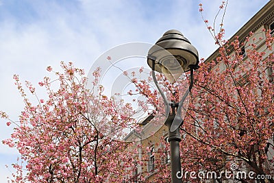 flowering sakura trees on the background of buildings and sky. Stock Photo