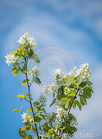Saskatoon Branches with Flowers against Blue Sky Stock Photo