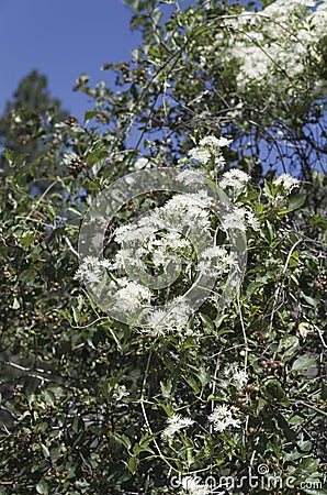 Saskatoon Berry Bush Stock Photo