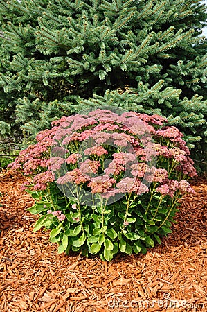 Flowering Sedum Autumn Joy Stock Photo