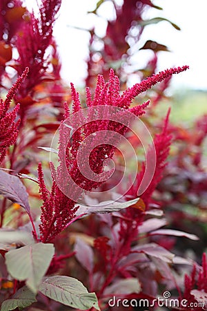 Flowering Seed Head of Red Garnet Amaranth Edible Plant Stock Photo