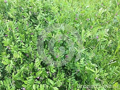 Flowering seed peas. Stock Photo