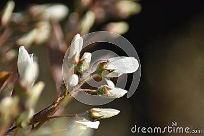 Flowering Serviceberry (Amelanchier) Stock Photo