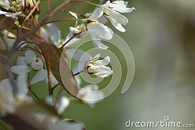 Flowering Serviceberry (Amelanchier) Stock Photo