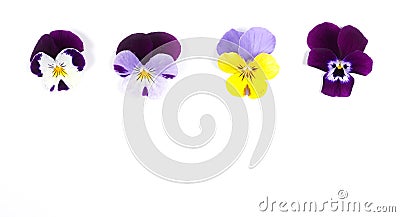 Flowering set of colorful pansies in the garden. Natural spring flower background. Various Pansy flowers on white background. Stock Photo