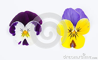 Flowering set of colorful pansies in the garden. Natural spring flower background. Various Pansy flowers on white background. Stock Photo