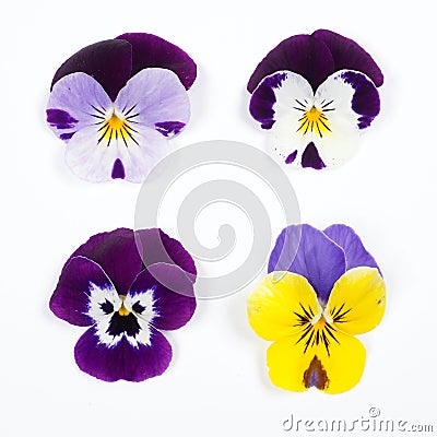 Flowering set of colorful pansies in the garden. Natural spring flower background. Various Pansy flowers on white background. Stock Photo