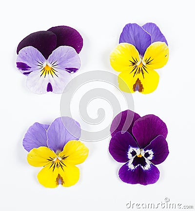 Flowering set of colorful pansies in the garden. Natural spring flower background. Various set of Pansy flowers on white backgroun Stock Photo