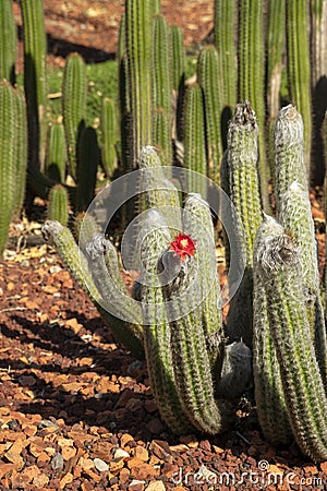 Flowering silver torch cactus (cleistocactus strausii) in garden Stock Photo