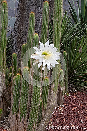 Flowering soehrensia spachiana or white torch cactus in garden Stock Photo