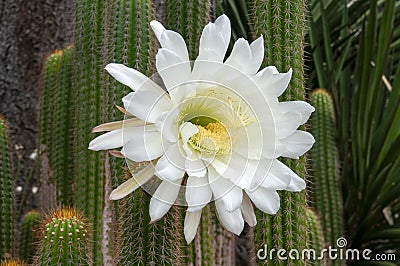 Flowering soehrensia spachiana or white torch cactus in garden Stock Photo