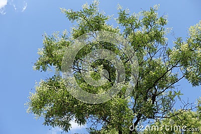 Flowering Sophora japonica tree against the sky Stock Photo