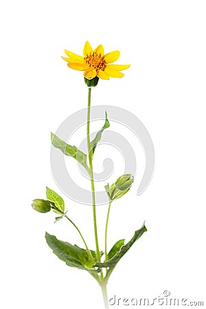 Heart Leaved Arnica Plant on White Stock Photo