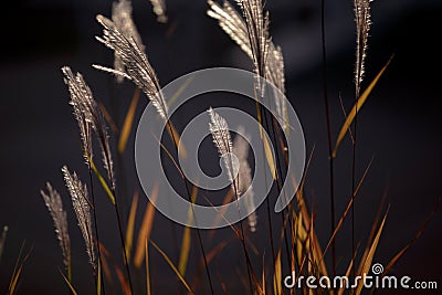 Flowering spikelets of Miscanthus sinensis. Dry autumn grasses Stock Photo