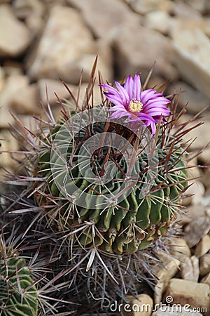 Flowering spiney cacti Stock Photo