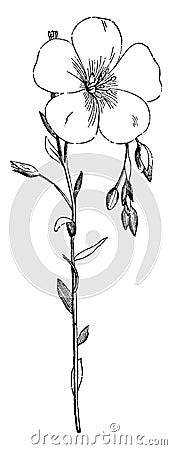 Flowering Stem of Common Flax vintage illustration Vector Illustration