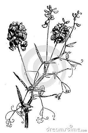 Flowering, Stem, Lathyrus, Sylvestris, flower vintage illustration Vector Illustration